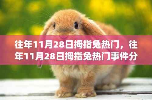 往年11月28日拇指兔热门,往年11月28日拇指兔热门事件分析,如何看待其影响与争议