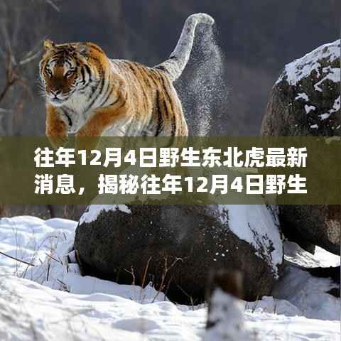 揭秘往年12月4日野生东北虎最新动态与消息速递