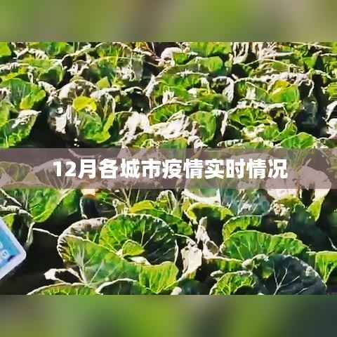 全国疫情动态,12月各城市实时情况分析