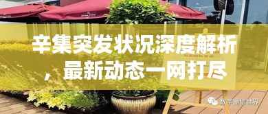 辛集突发状况深度解析,最新动态一网打尽