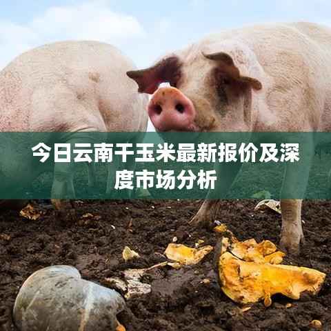 今日云南干玉米最新报价及深度市场分析