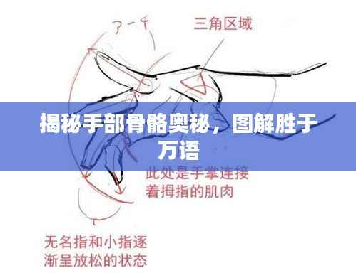 揭秘手部骨骼奥秘,图解胜于万语